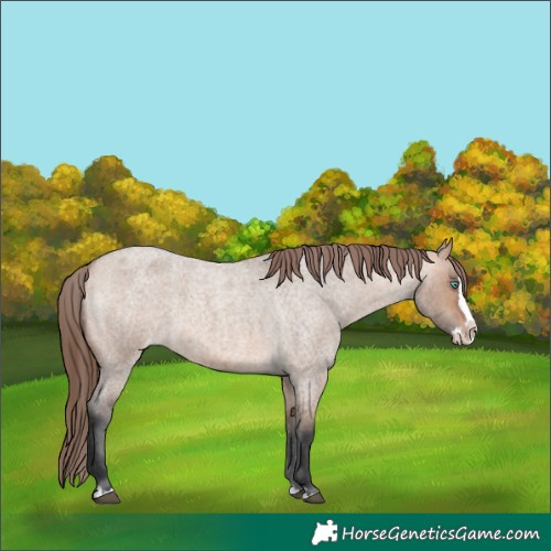 Horse Color:Bay Roan Dun Splash Varnish 