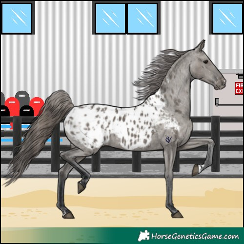 Horse Color:Grullo Appaloosa  and Grullo Appaloosa 