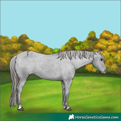 Horse Color:Black Appaloosa Rabicano 