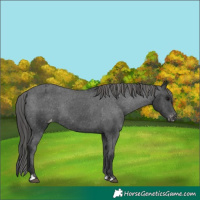 Horse Color:Black Varnish Rabicano 