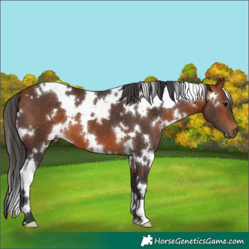 Horse Color:White Spotted Bay 