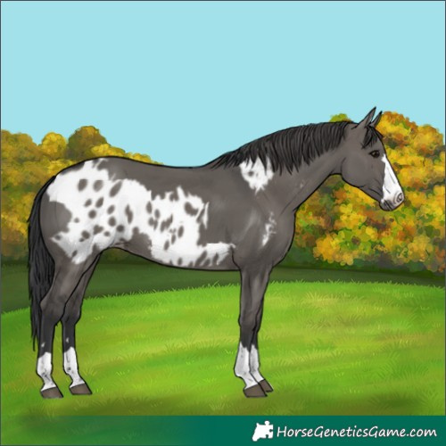 Horse Color:Grullo  and Grullo Appaloosa 