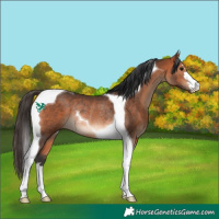 Horse Color:Bay Tobiano Rabicano 