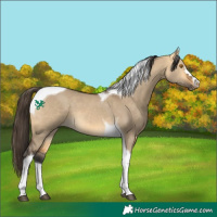 Horse Color:Buckskin Dun Tobiano 