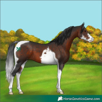 Horse Color:Brown Sabino Tobiano 