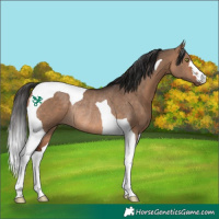 Horse Color:Bay Dun Tobiano Rabicano 