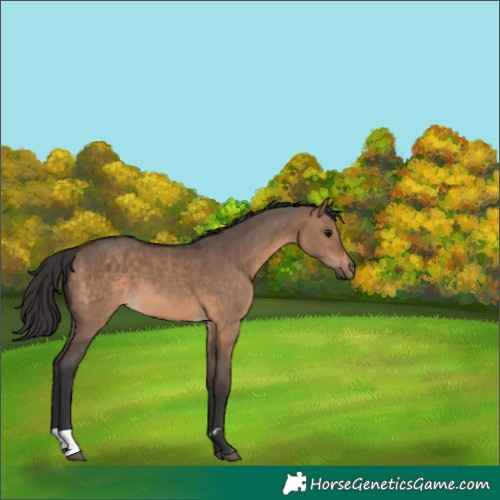 Horse Color:Brown Dun  and Brown Dun 