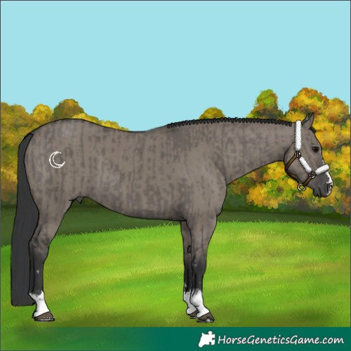 Horse Color:Grullo  and Grullo 