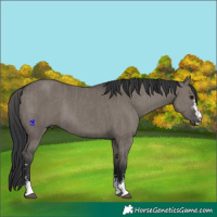 Horse Color:Grullo  and Grullo Rabicano 
