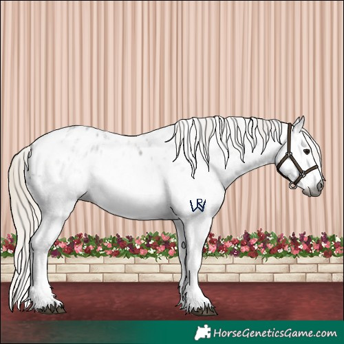 Horse Color:Gray White Spotted Silver Smoky Black Appaloosa