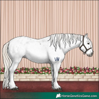 Horse Color:Gray White Spotted Silver Smoky Black Appaloosa 