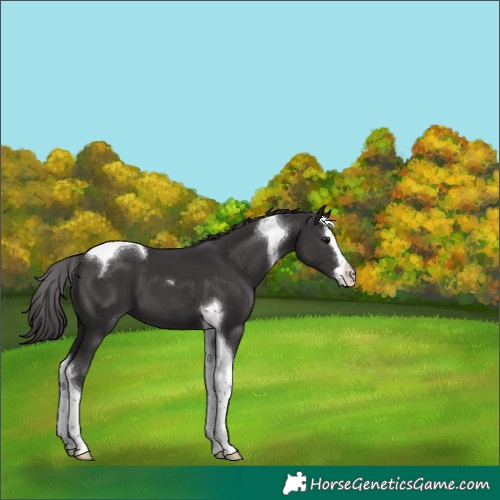 Horse Color:Smoky Black Splash Tobiano 