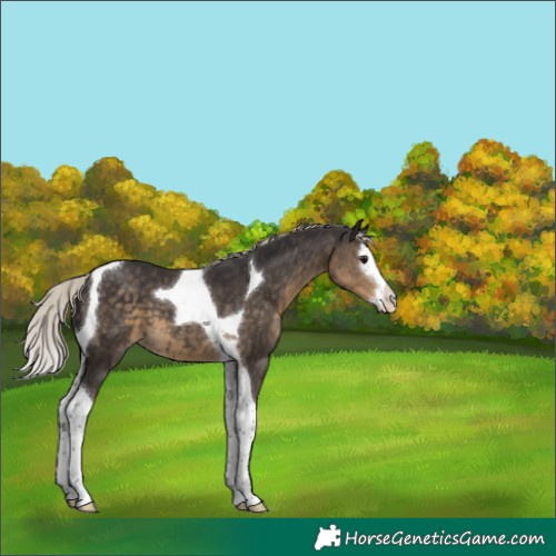 Horse Color:Silver Smoky Black Splash Tobiano 