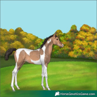 Horse Color:Bay Dun Tobiano 