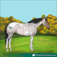 Horse Color:Brown Roan Dun Tobiano 
