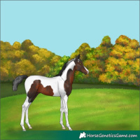 Horse Color:Bay Tobiano 