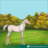 Horse Color:White Spotted Silver Amber Champagne Roan 