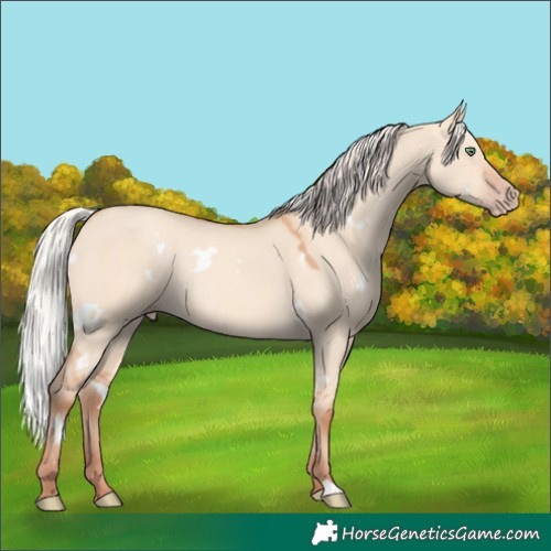 Horse Color:White Spotted Silver Amber Champagne Dun Rabicano 