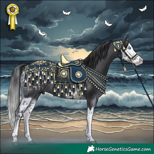 Horse Color:Black Splash Appaloosa Rabicano  and Black Splash Rabicano 