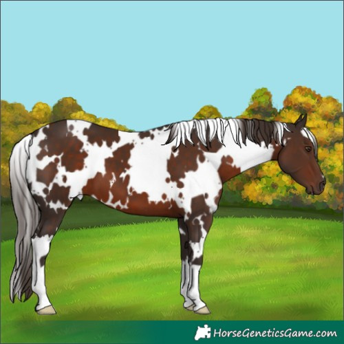 Horse Color:White Spotted Liver Chestnut 
