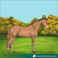Horse Color:Chestnut 