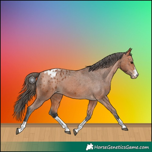 Horse Color:Bay Appaloosa 