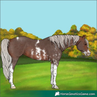 Horse Color:Silver Brown Sabino Tobiano 