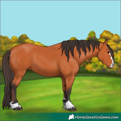Horse Color:Bay 