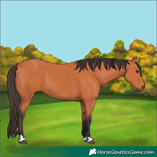 Horse Color:Bay 