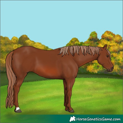 Horse Color:Chestnut 
