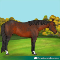 Horse Color:Bay 