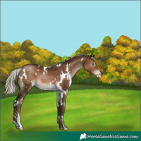 Horse Color:Gray White Spotted Silver Brown Pearl 