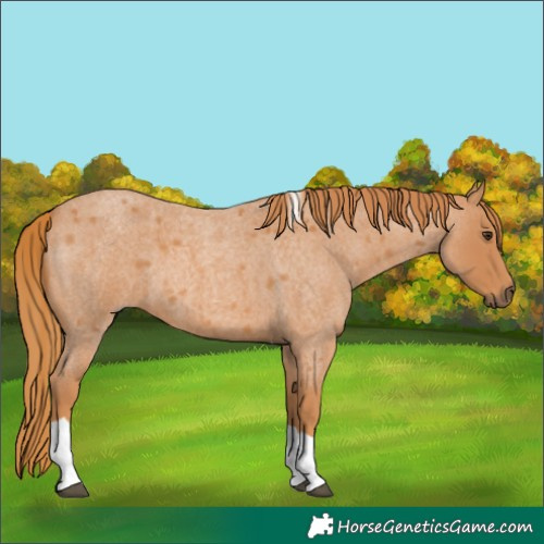 Horse Color:Red Roan Tobiano 