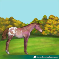Horse Color:Chocolate Brown Pearl Appaloosa Rabicano