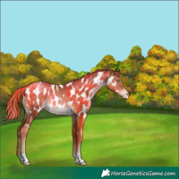 Horse Color:Liver Chestnut Pearl Appaloosa Rabicano