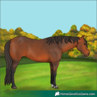 Horse Color:Bay 