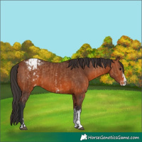 Horse Color:Bay Sabino Appaloosa  and Bay Sabino Appaloosa 