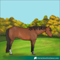 Horse Color:Bay  and Bay 