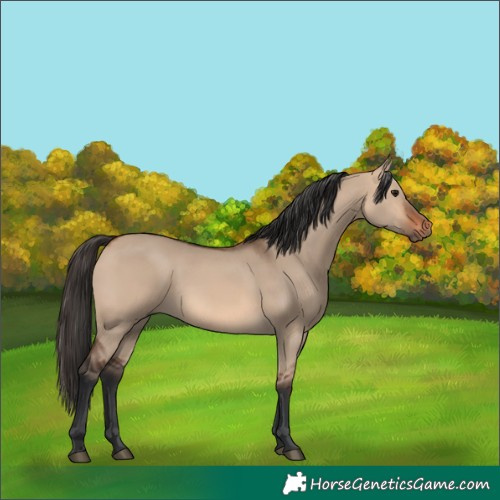 Horse Color:Bay Dun 
