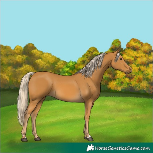 Horse Color:Palomino 