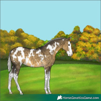 Horse Color:White Spotted Silver Buckskin Dun Sabino Splash 