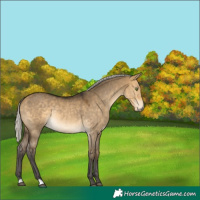 Horse Color:Silver Buckskin Dun Mushroom Rabicano 