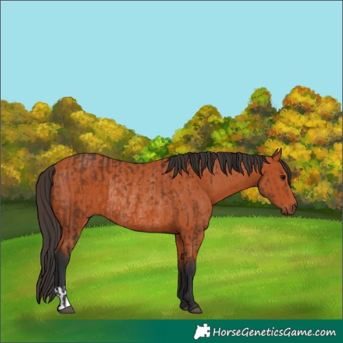 Horse Color:Bay  and Bay Rabicano 