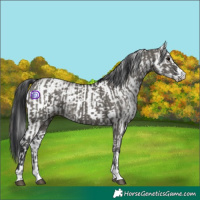 Horse Color:Grullo and White Spotted Grullo
