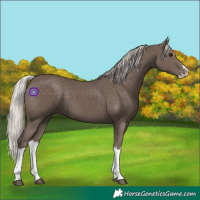 Horse Color:Silver Black Splash
