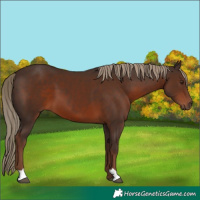 Horse Color:Liver Chestnut 