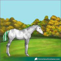 Horse Color:Painted White Spotted Silver Smoky Grullo Chinchilla Onyx Rabicano 