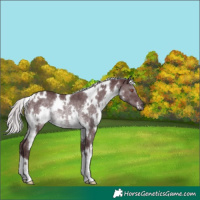 Horse Color:White Spotted Chocolate Silver Black Chinchilla Rabicano 