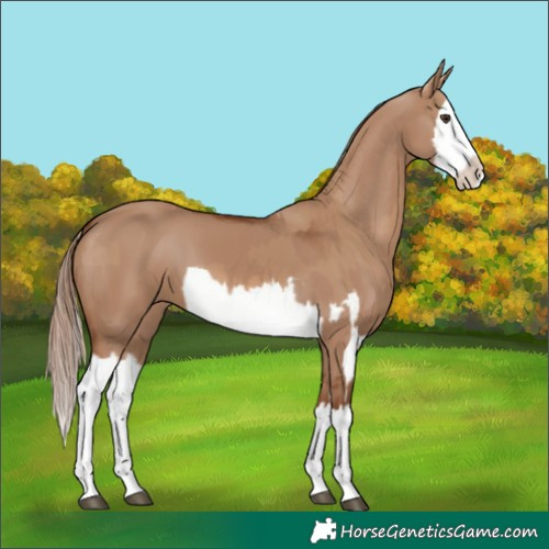 Horse Color:Red Dun Splash  and Red Dun Splash 
