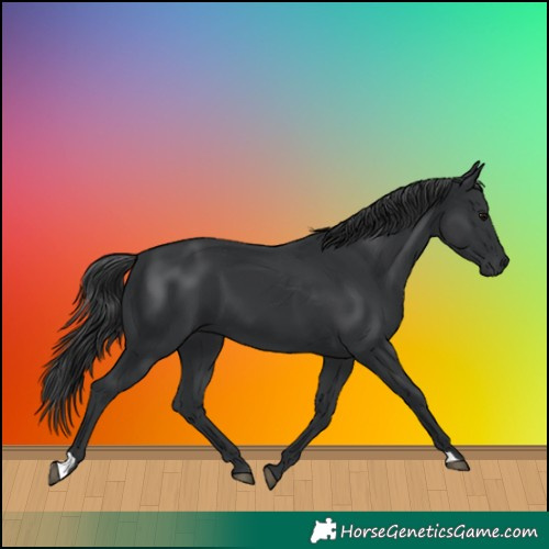 Horse Color:Black 